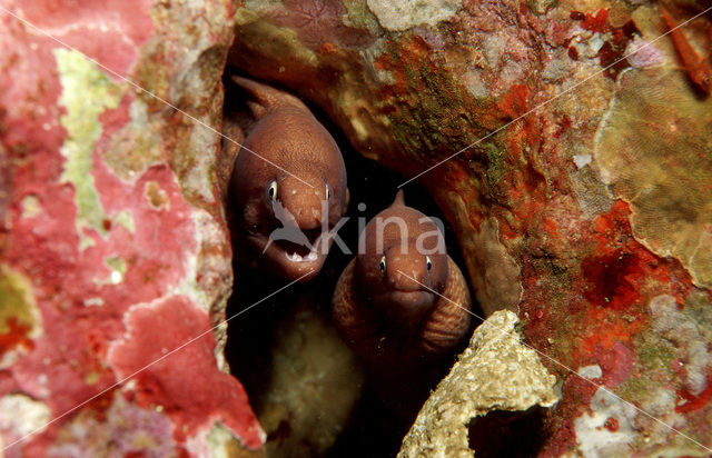 White-eyed moray (Siderea thyrsoidea)