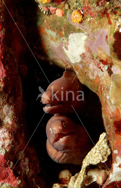 White-eyed moray (Siderea thyrsoidea)