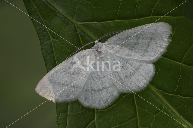 Witte grijsbandpanner (Cabera pusaria)