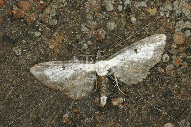 Witvlakdwergspanenr (Eupithecia succenturiata)