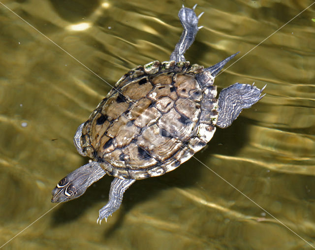 False Map Turtle (Graptemys pseudogeographica)