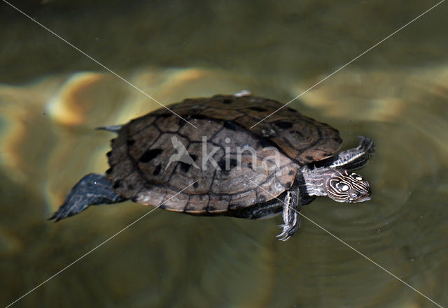 Zaagrugschildpad (Graptemys pseudogeographica)