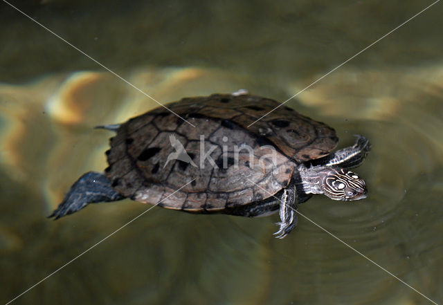 False Map Turtle (Graptemys pseudogeographica)