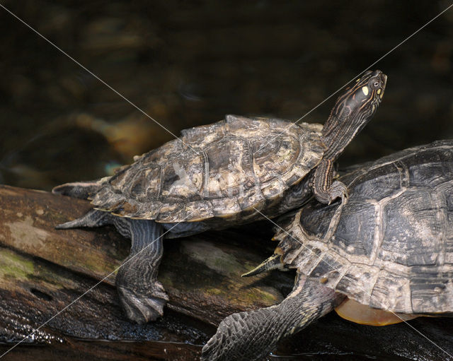 Zaagrugschildpad (Graptemys pseudogeographica)