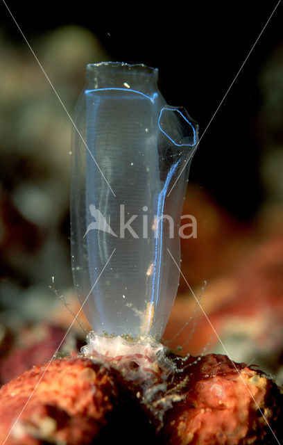 Sea squirt (Ascidia spec)