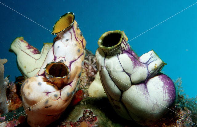 Sea squirt (Ascidia spec)