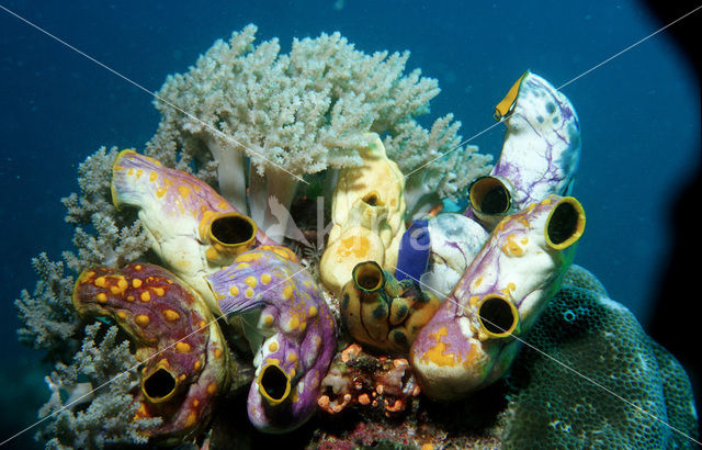 Sea squirt (Ascidia spec)