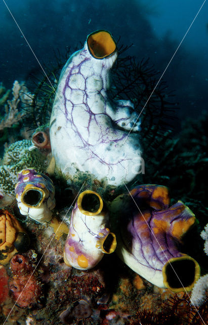 Sea squirt (Ascidia spec)