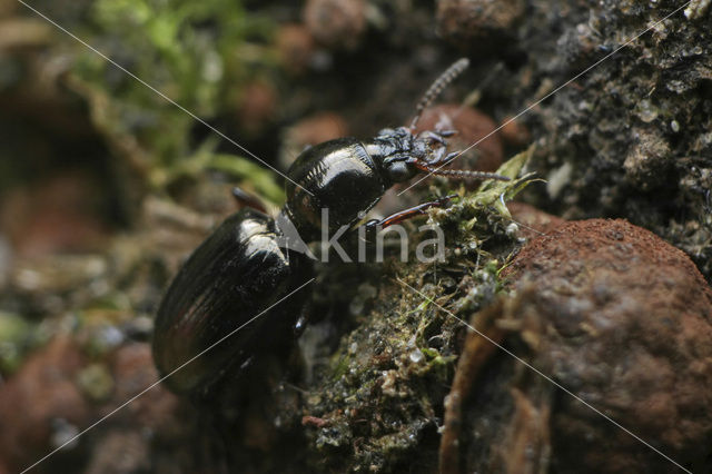 Dyschirius thoracicus