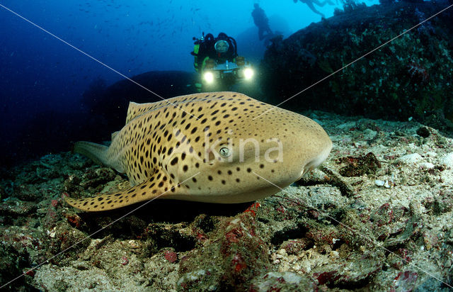 Zebrahaai (Stegostoma fasciatum)