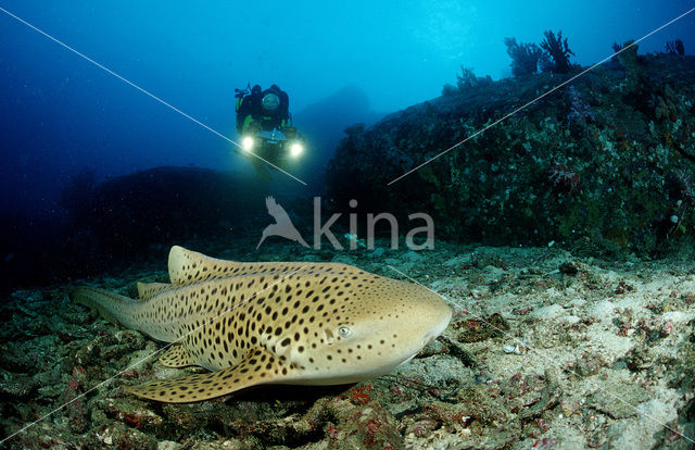 Zebrahaai (Stegostoma fasciatum)