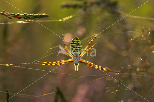 wasp spider (Argiope bruennichi)