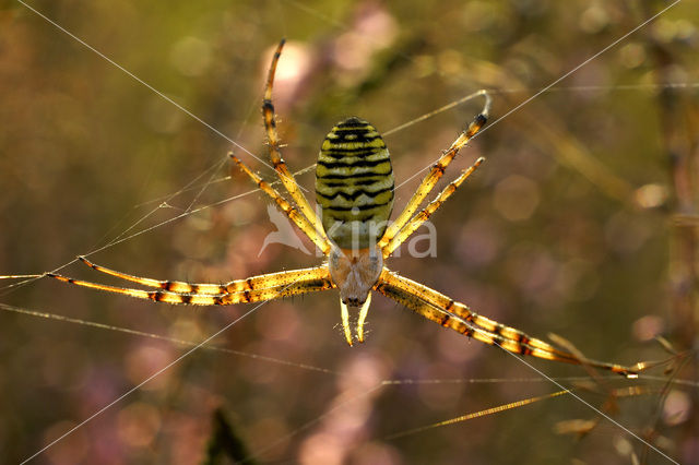 wasp spider (Argiope bruennichi)