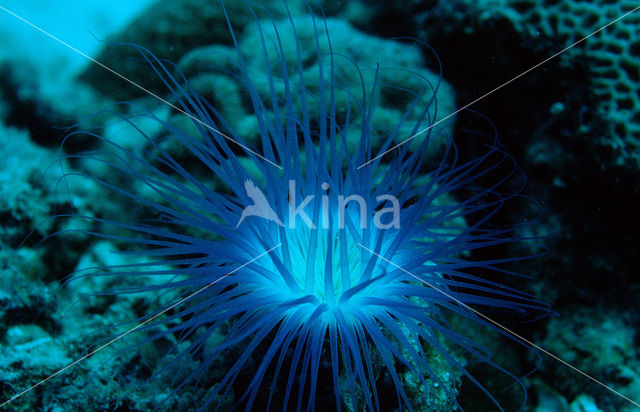 Tube sea anemone