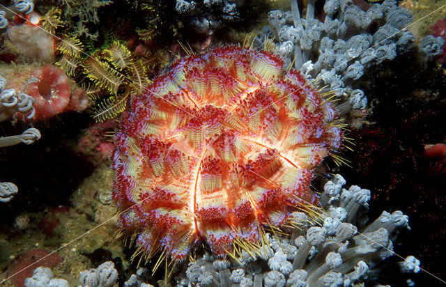 Fire Urchin (Asthenosoma varium)