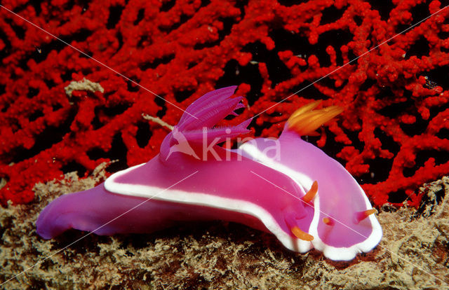 Seaslug (Hypselodoris bullockii)