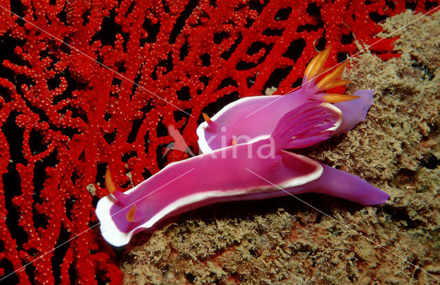 Zeenaaktslak (Hypselodoris bullockii)