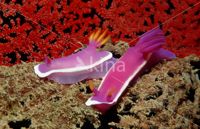 Seaslug (Hypselodoris bullockii)