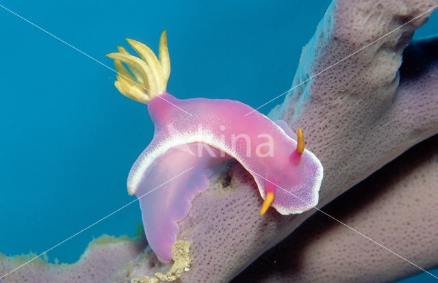 Seaslug (Hypselodoris bullockii)
