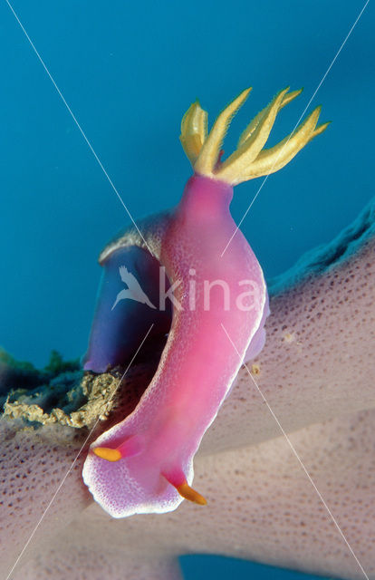 Seaslug (Hypselodoris bullockii)