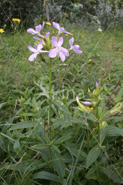 Zeepkruid (Saponaria officinalis)