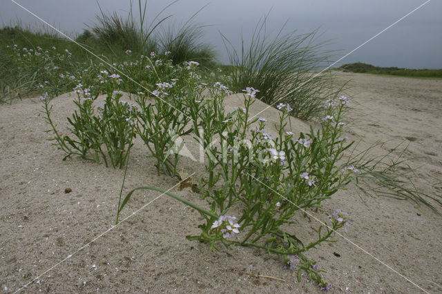 Zeeraket (Cakile maritima)