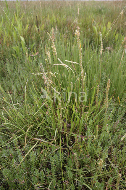 Sea Plantain (Plantago maritima)