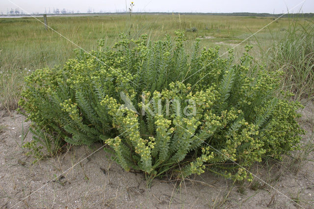 Zeewolfsmelk (Euphorbia paralias)