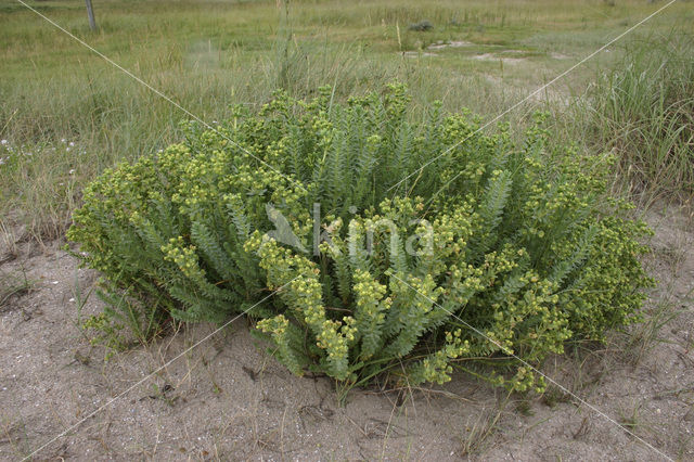 Zeewolfsmelk (Euphorbia paralias)