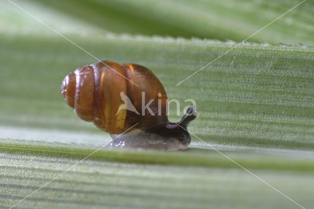 Desmoulin`s whorl snail (Vertigo moulinsiana)
