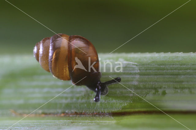Desmoulin`s whorl snail (Vertigo moulinsiana)