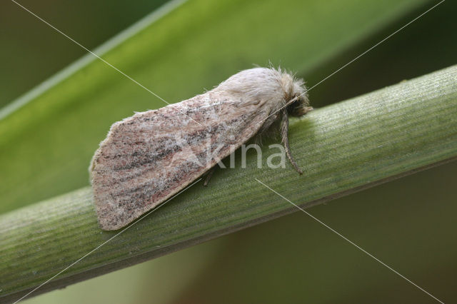 Small Wainscot (Chortodes pygmina)