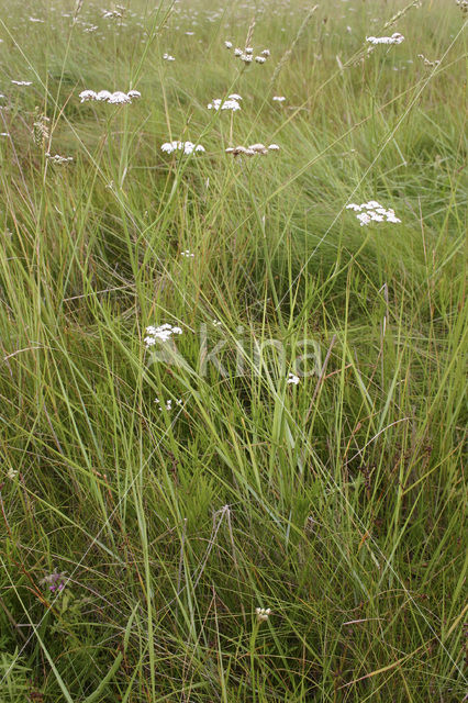 Zilt torkruid (Oenanthe lachenalii)