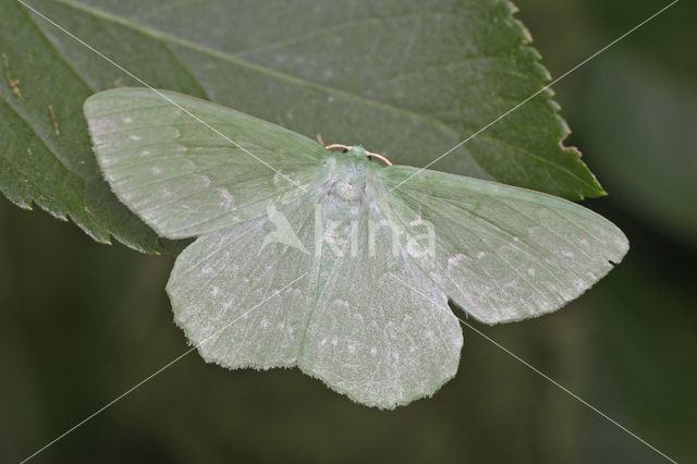 Zomervlinder (Geometra papilionaria)