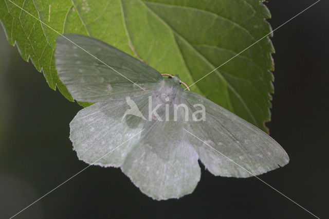 Zomervlinder (Geometra papilionaria)