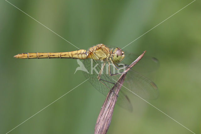 Southern Darter (Sympetrum meridionale)