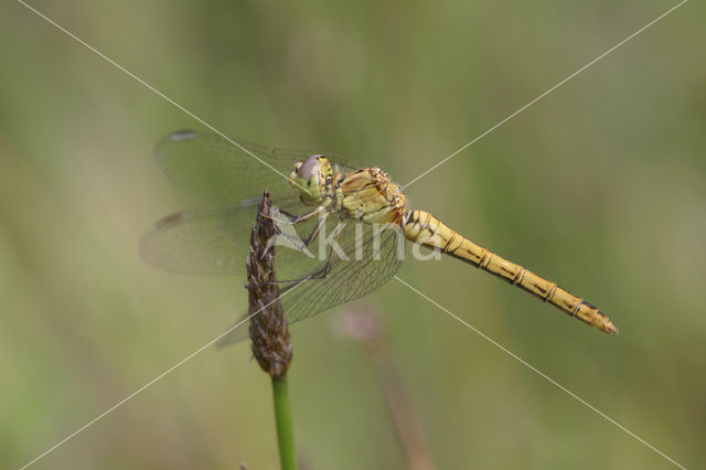 Zuidelijke heidelibel (Sympetrum meridionale)