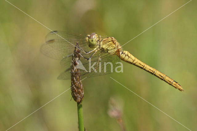 Zuidelijke heidelibel (Sympetrum meridionale)