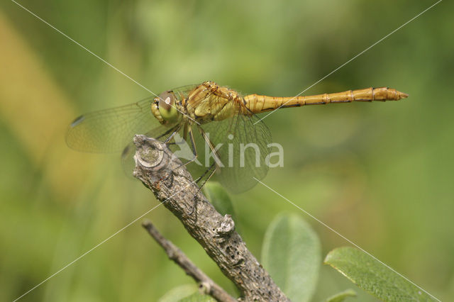 Zuidelijke heidelibel (Sympetrum meridionale)