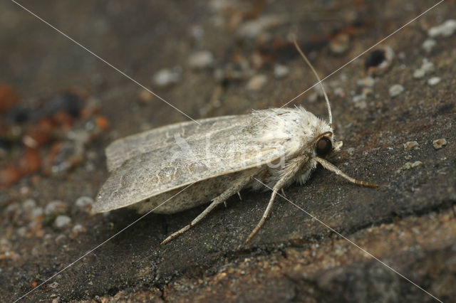 Vine’s Rustic (Hoplodrina ambigua)