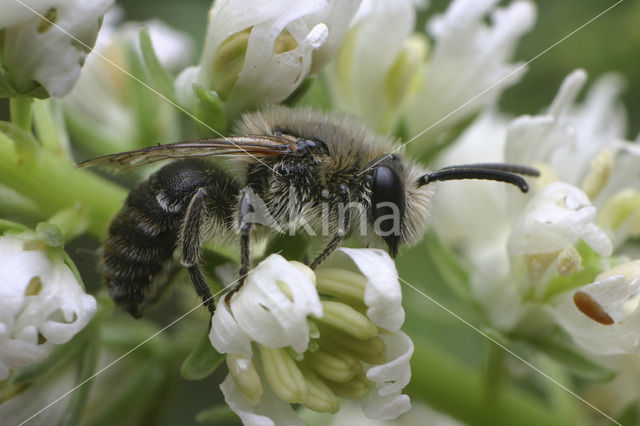 Colletes similis