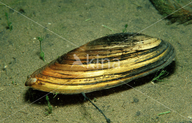 Zwanenmossel (Anodonta cygnea)