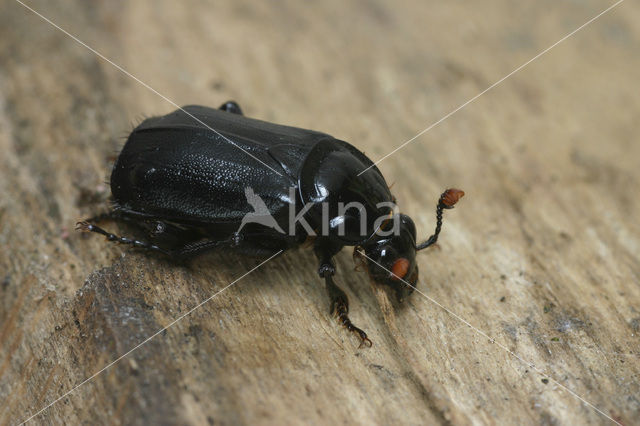 Black Burying beetle (Necrophorus humator