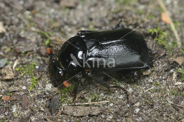 Black Burying beetle (Necrophorus humator