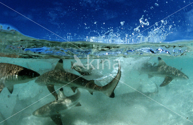 Blacktip reef shark (Carcharhinus melanopterus )