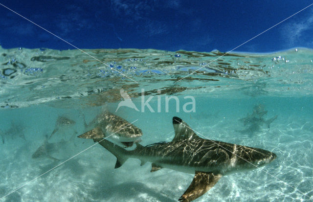 Blacktip reef shark (Carcharhinus melanopterus )