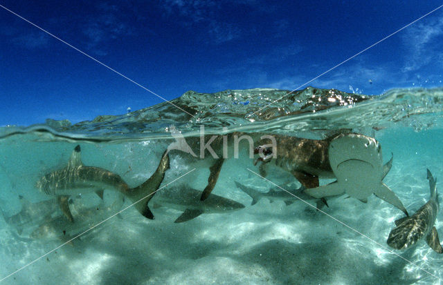 Zwartvin Rifhaai (Carcharhinus melanopterus )