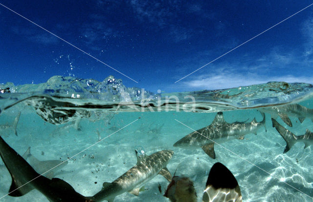 Blacktip reef shark (Carcharhinus melanopterus )