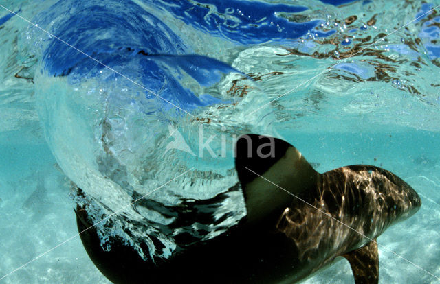 Blacktip reef shark (Carcharhinus melanopterus )