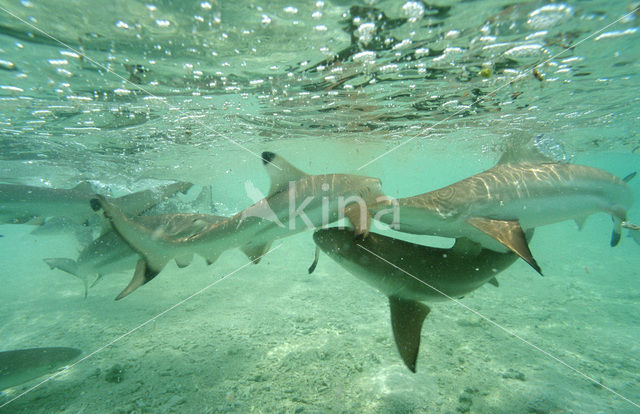 Blacktip reef shark (Carcharhinus melanopterus )